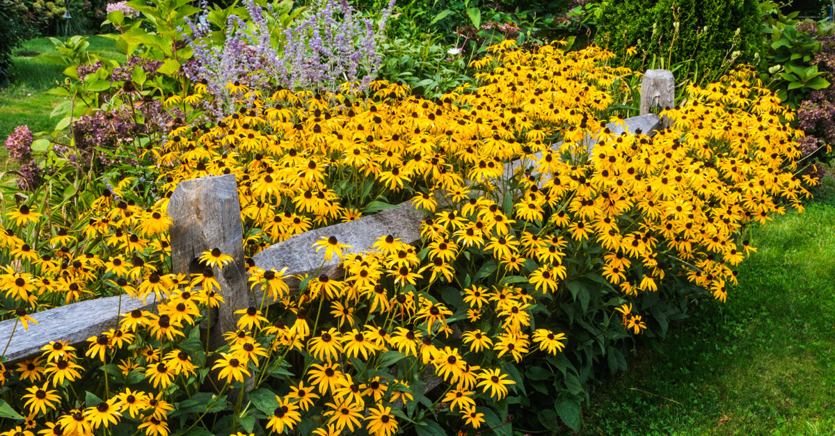 Eco-Friendly Native Gardening - Good to Be Home