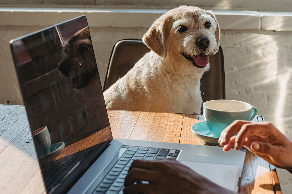 Person on laptop with coffee and dog sitting in chair