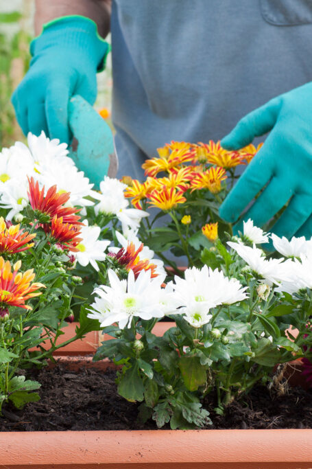 Person gardening flowers