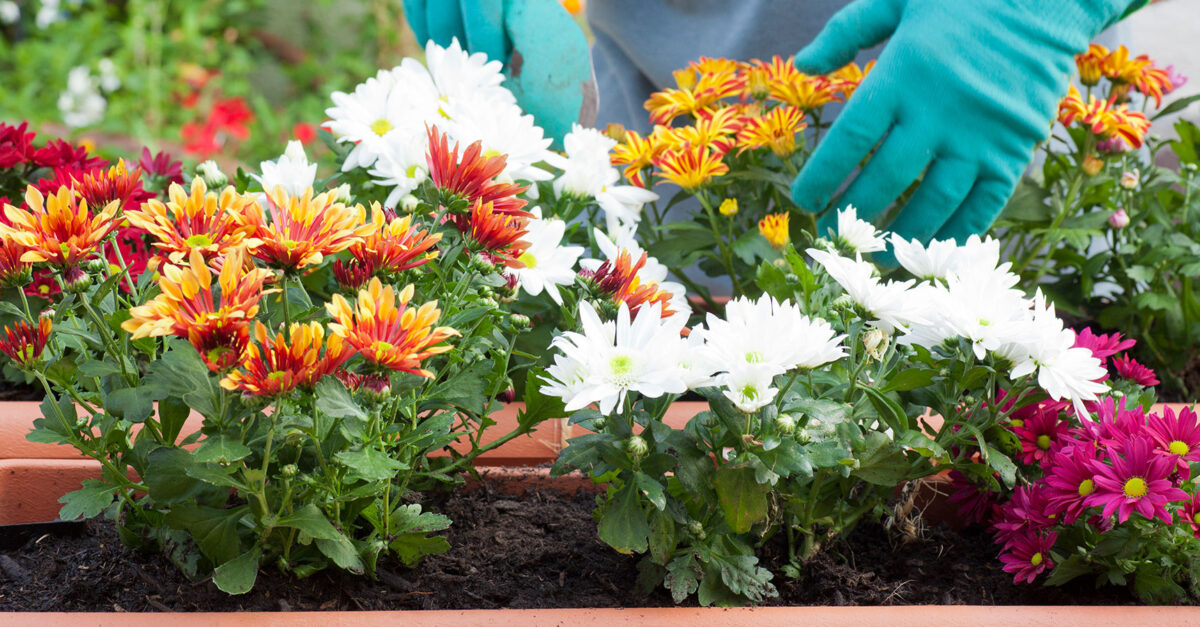 Fall Colors for Your Garden - Good to Be Home