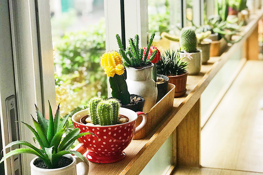 Variety of small plants lined up by window