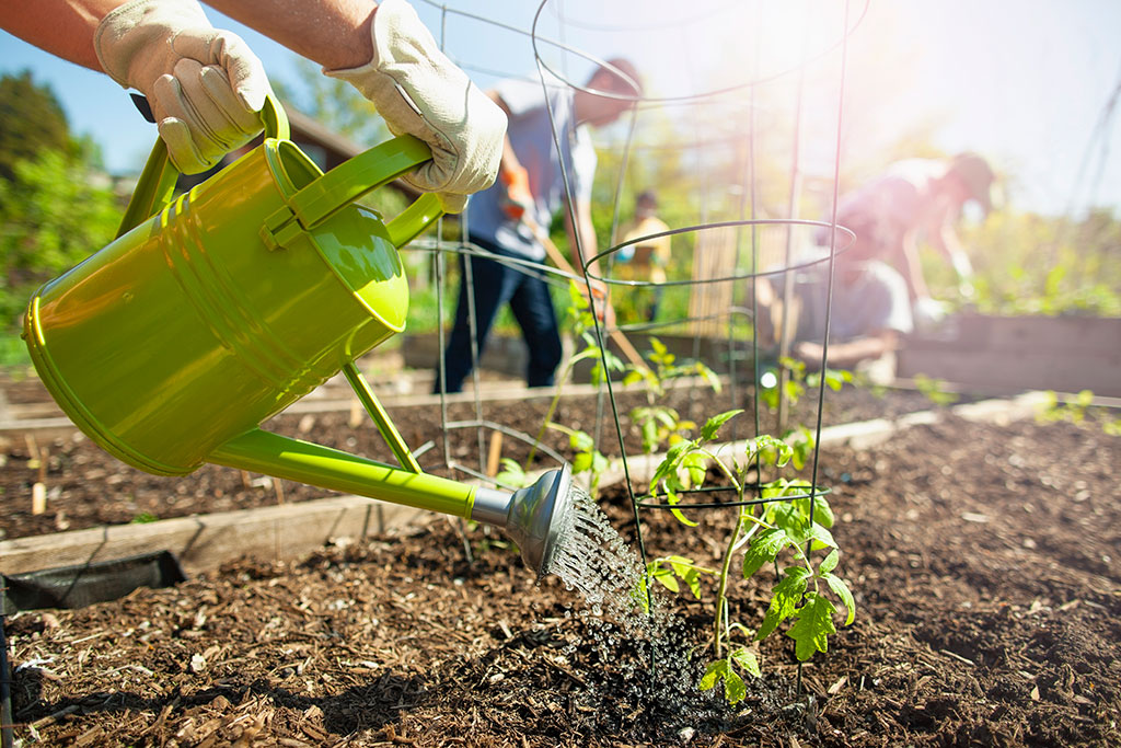 Person watering plants in community garden