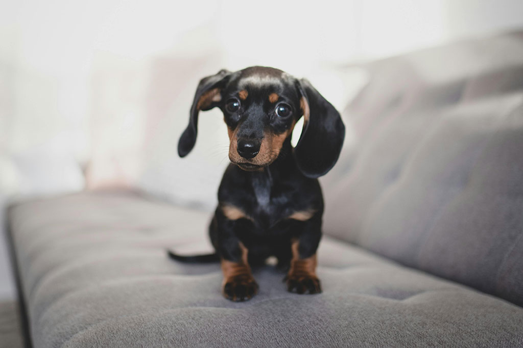 Puppy on couch