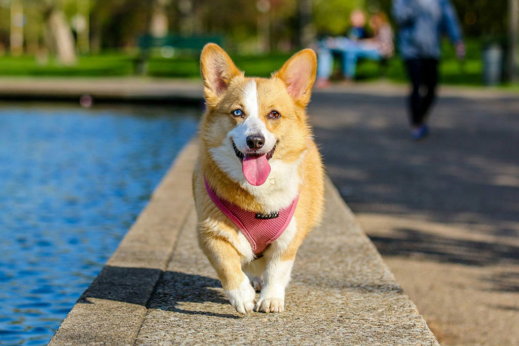 Dog happy walking outside