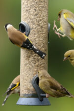Birds eating out of bird feeder