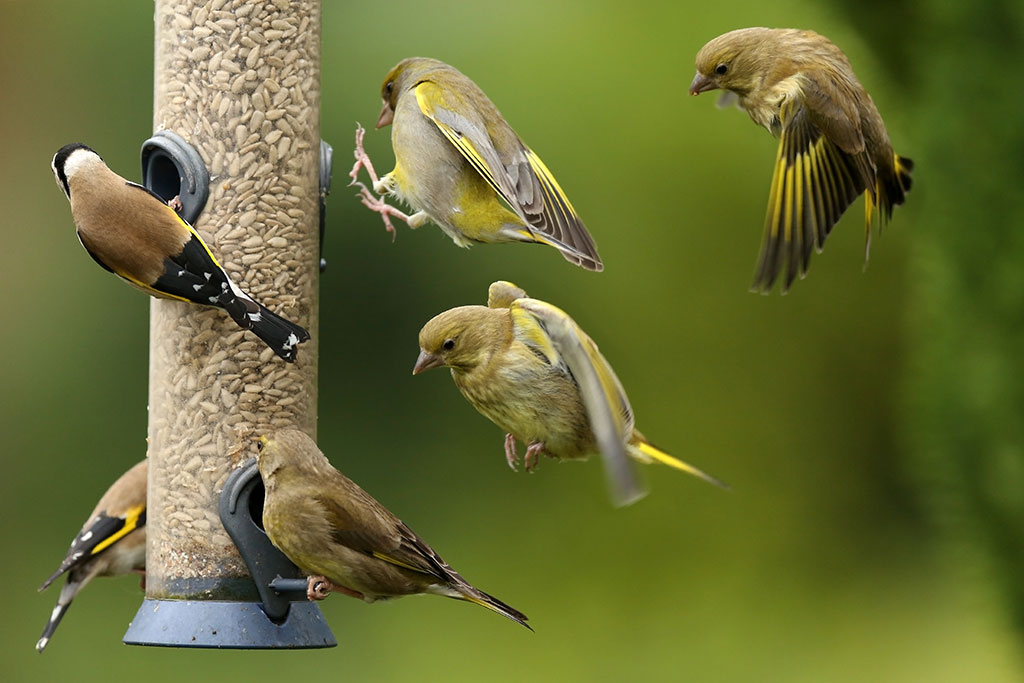 Birds eating out of bird feeder