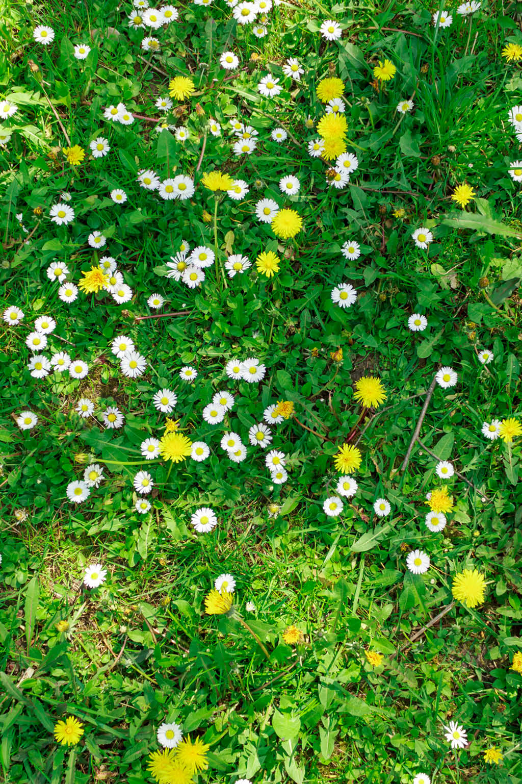 Weeds in grass