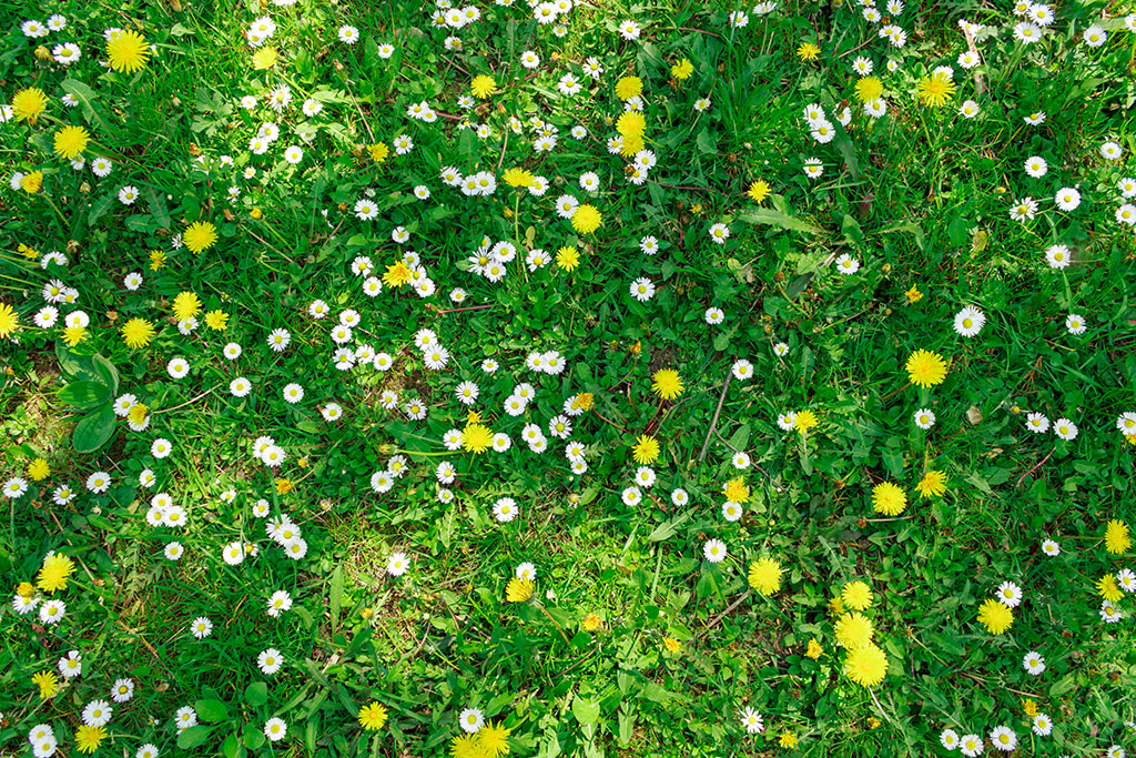 Weeds in grass