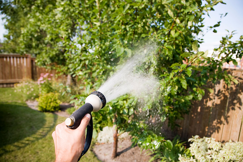 Watering tree