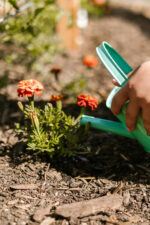 Person watering roses