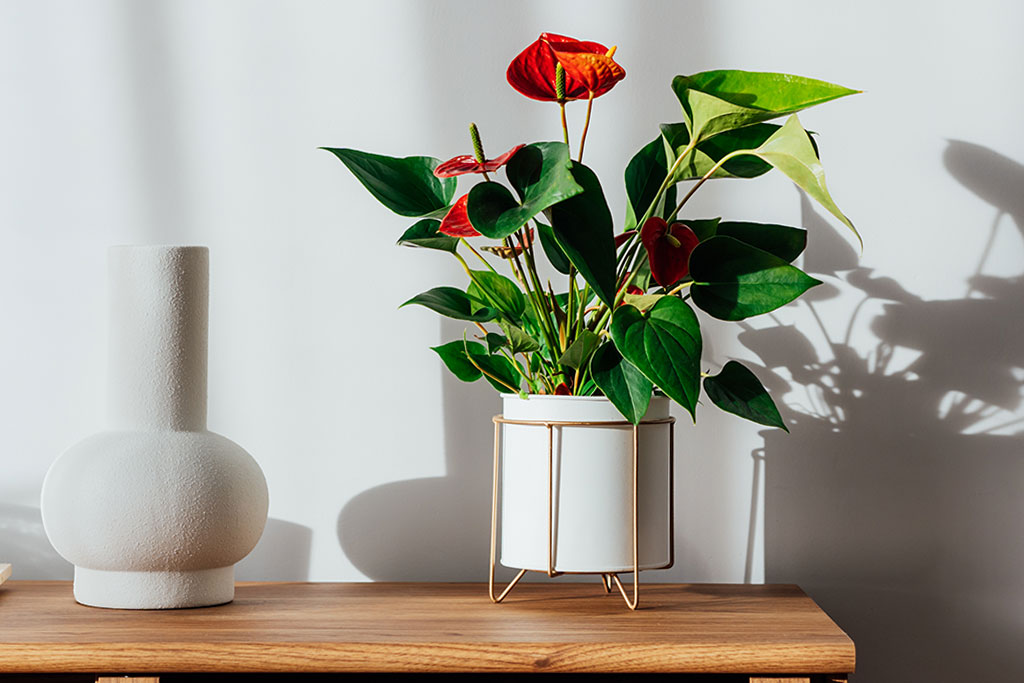 Anthurium