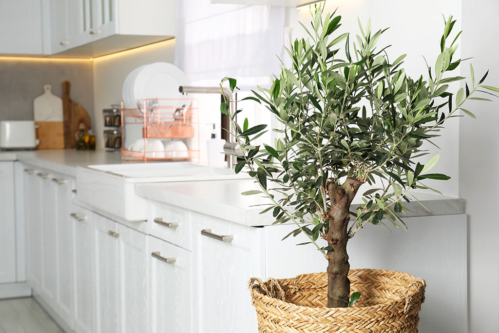 Olive tree