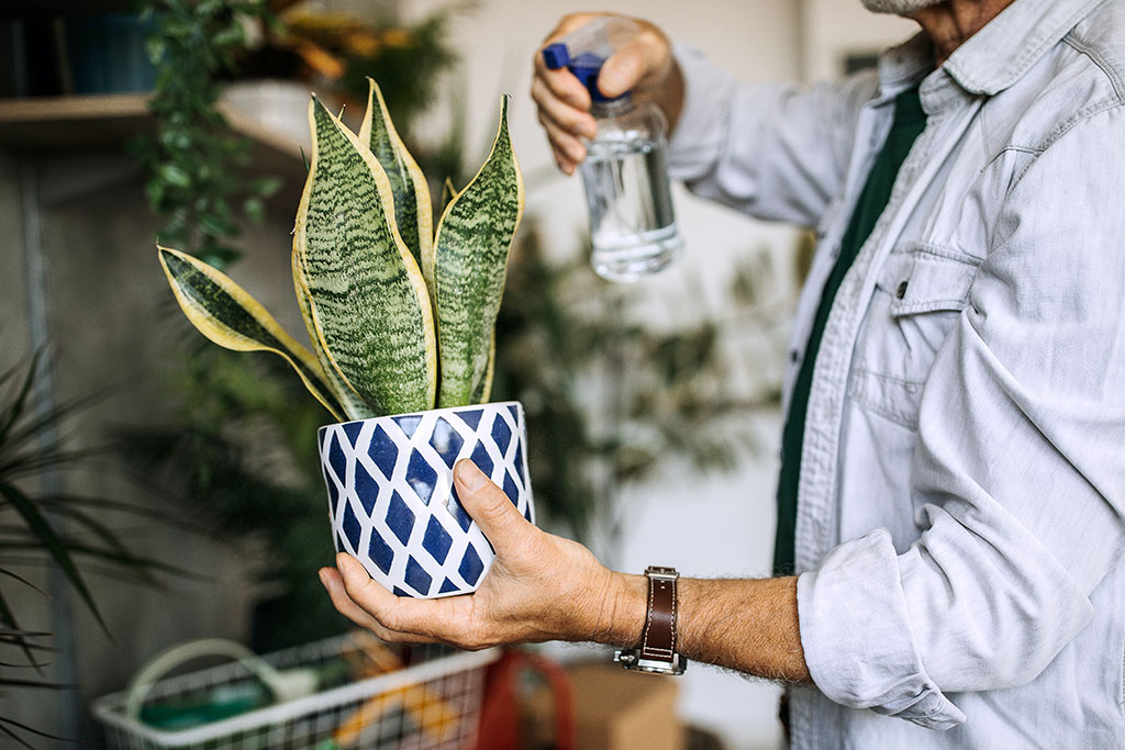 Snake plant