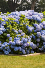 Hydrangeas
