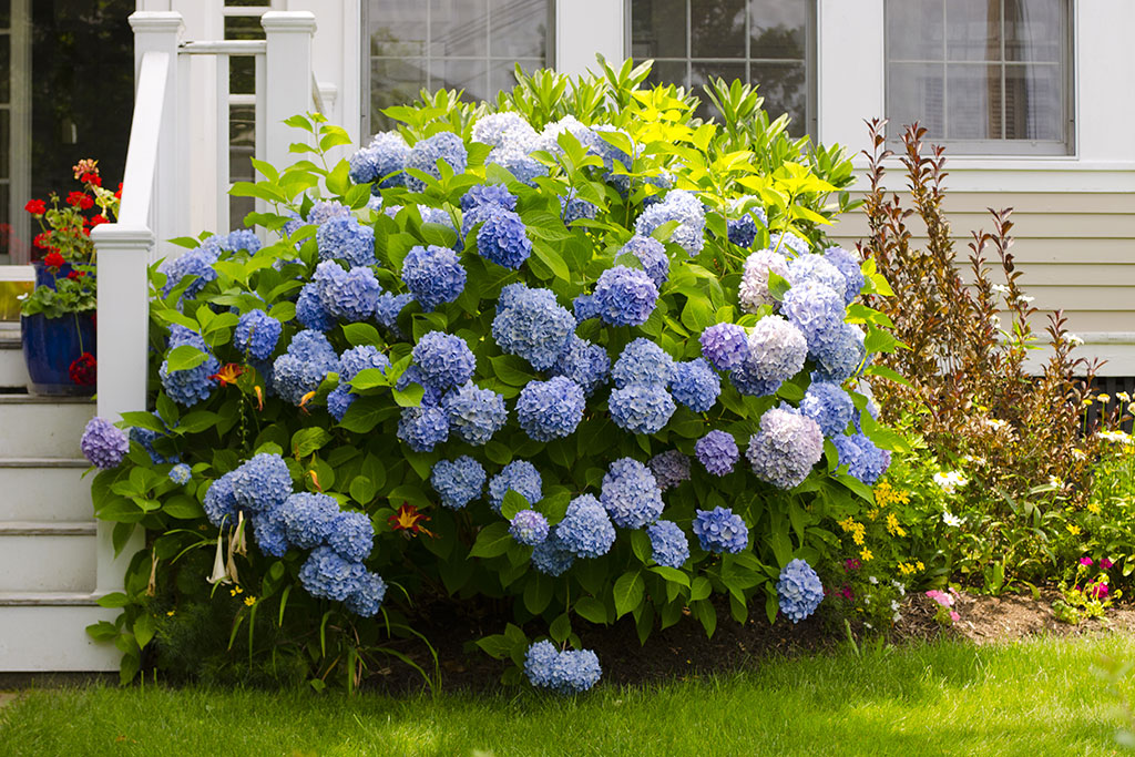 Hydrangea's in yard