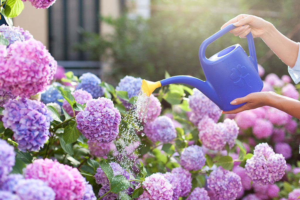 watering hydrangeas