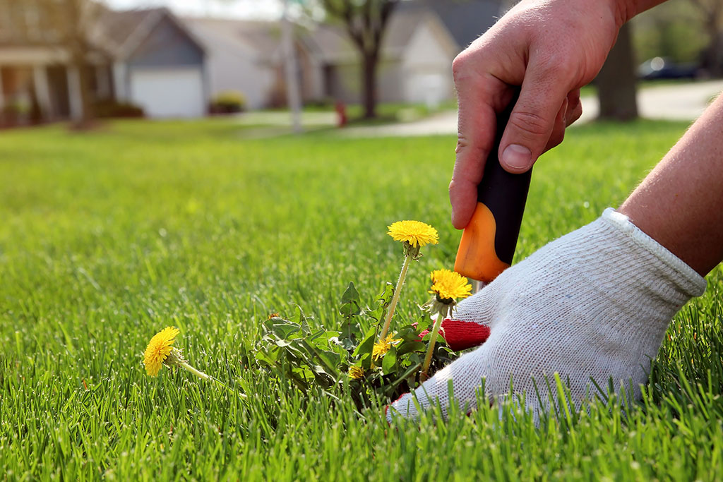 Pulling out weeds