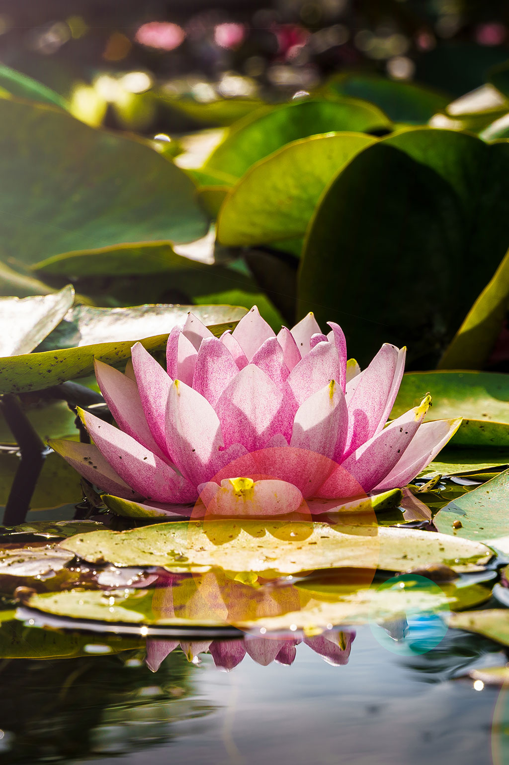 Water lilies