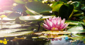 Water lilies