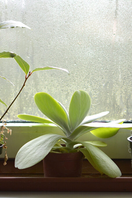 Window with humidity