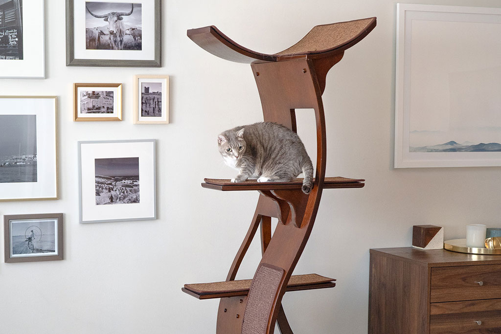 Cats on cat furniture