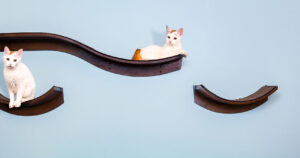 Cats on cat furniture