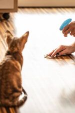 Cleaning up pet pee