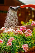 Plants getting watered