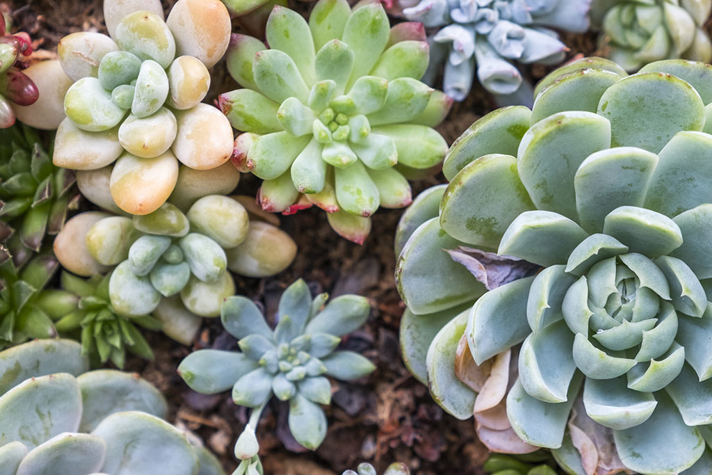 Succulent plants