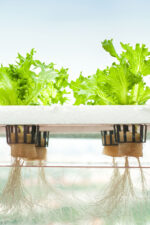 Hydroponic kits