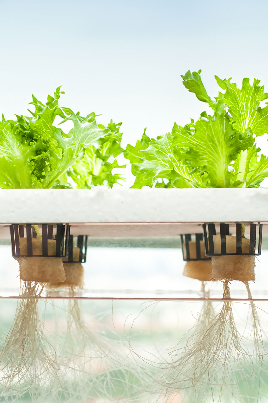 Hydroponic kits