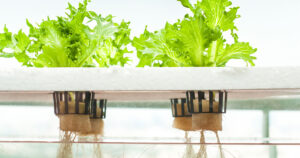 Hydroponic kits