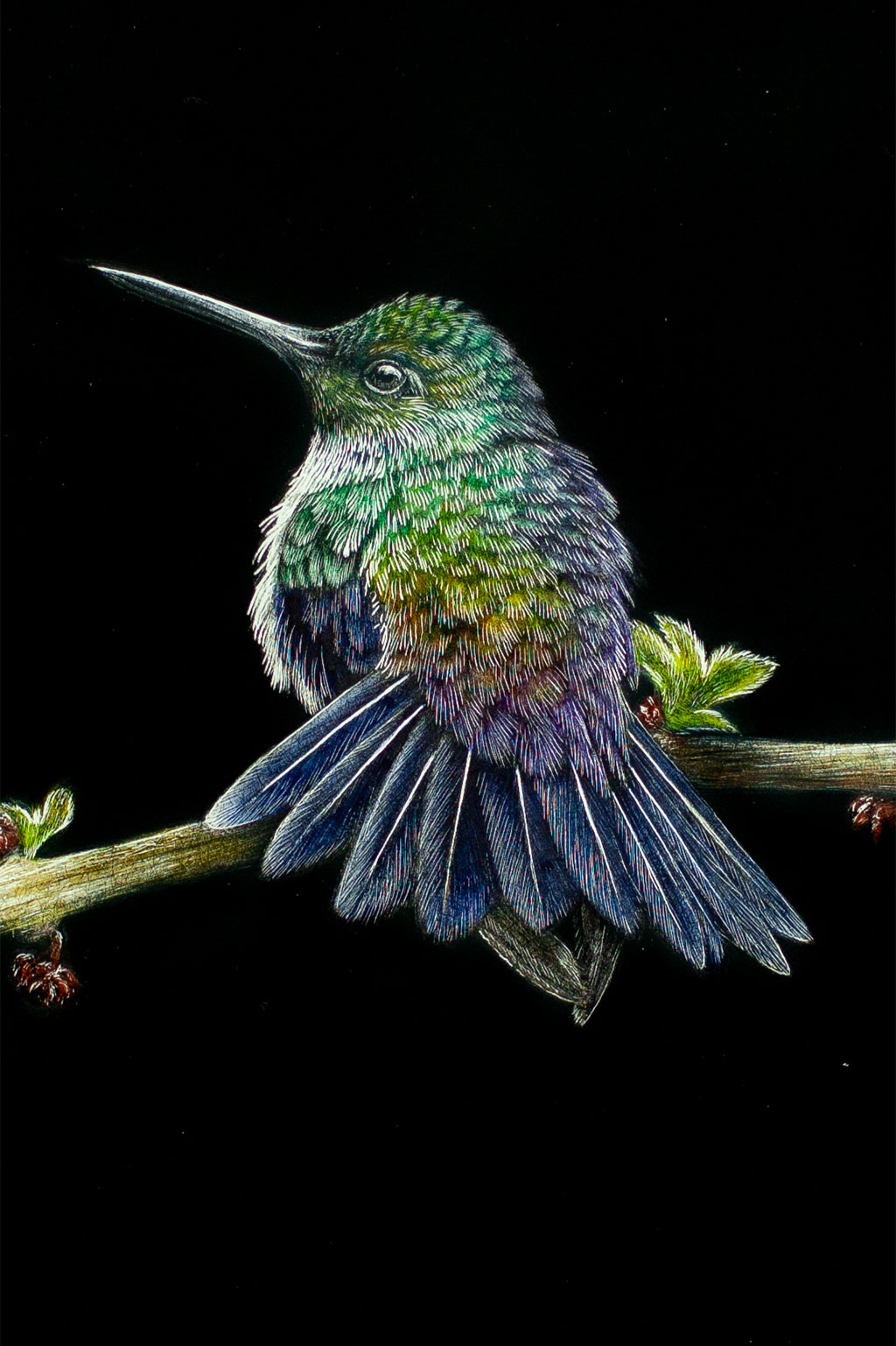 Hummingbird scratch art