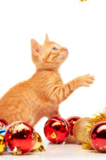 Cat and Christmas decor