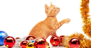 Cat and Christmas decor